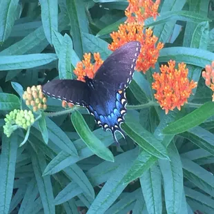 Big sky-there were a few of these hanging around the flowers near the hot tub.