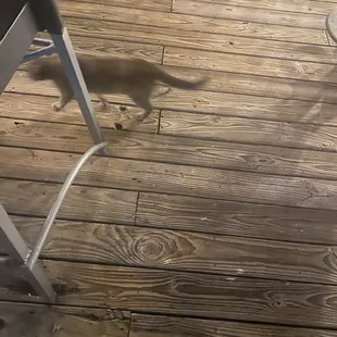 Wtf.  A cat at my feet.  And there were 3.  All scratching like crazy with their fleas