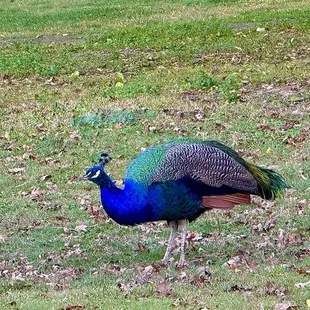 Peacock