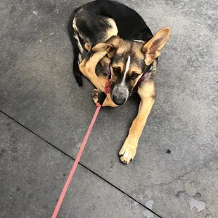 My pup on the patio!
