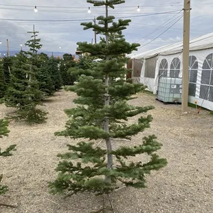 Another view at the lot