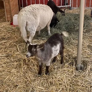 Cutie little goat