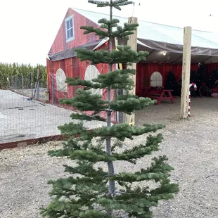 The chosen one at the lot