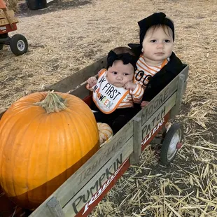 Pumpkin wagon
