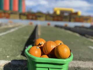 Joan's Farm & Pumpkin Patch