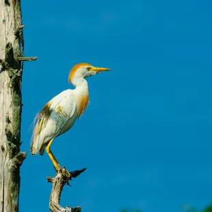 Cattle Egret