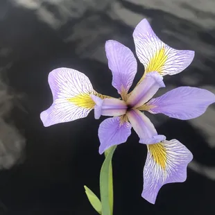 Blue Flag Iris