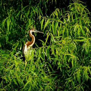 Tri Colored Heron