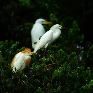 3 Types of Egrets