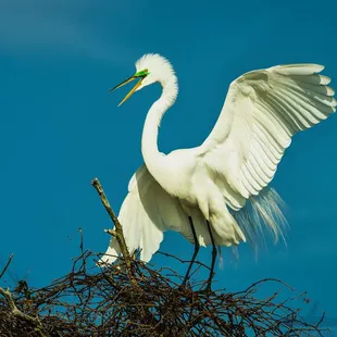 Great Egret