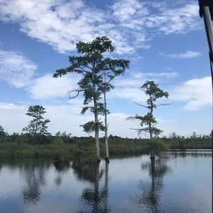 Beautiful bald cypress trees