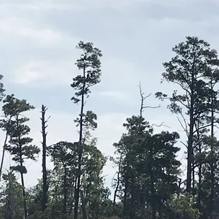 Two eagles in the middle tree