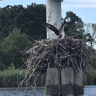 And occupied osprey nest