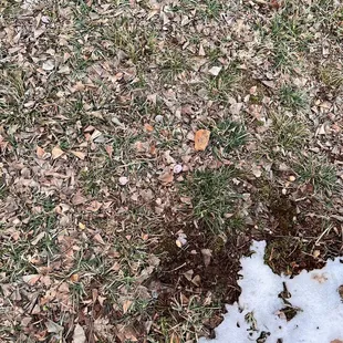 Rocks in my yard
