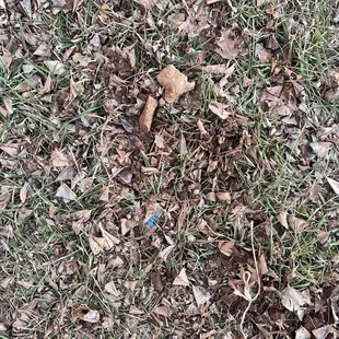Rocks in my yard