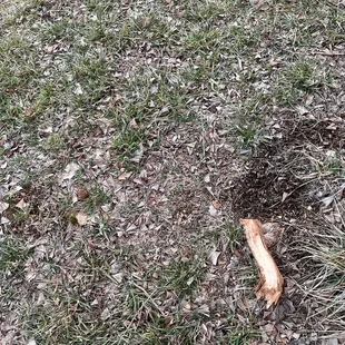 Rocks and roots in my yard