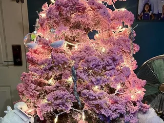 Morning Glory Farm Christmas Trees