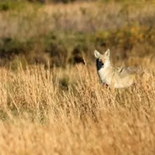 a coyote in a field