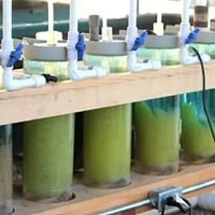 a row of jars filled with algae