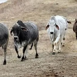 a herd of cattle running in a field