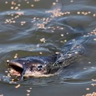 a large fish in the water