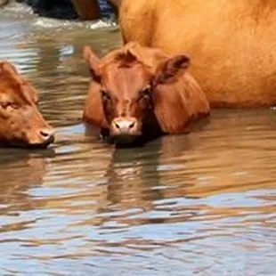 chicken wings and fried chicken
