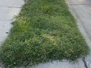 Elkhorn Lawn Care