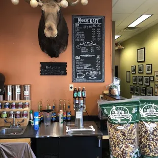 a moose head mounted on the wall