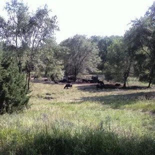 Cattle along the trail