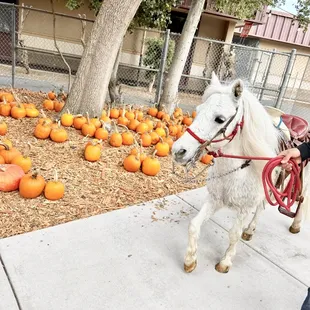 Pony Ride