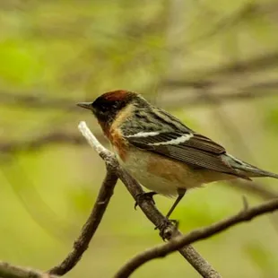 Morgan Conservation Park