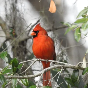 Northern Cardinal