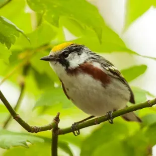 Chestnut-sided Warbler