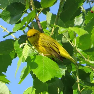 Yellow Warbler