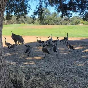 Geese