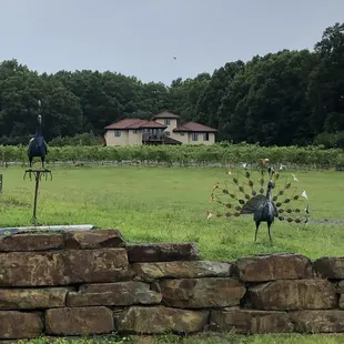 Owners home / vineyard