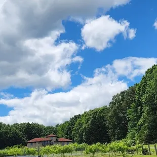 a view of the vineyard