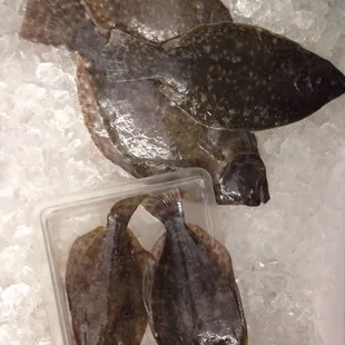 Fresh caught flounder. All bought as soon as the fisherman walked in!!