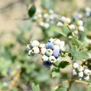 05/08/2020: Plenty that should be ready soon...