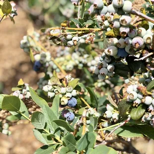 05/08/2020: Plenty that should be ready soon...