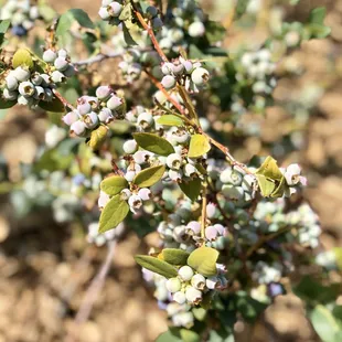 05/08/2020: Plenty that should be ready soon...