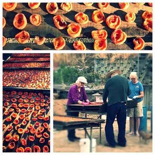 Family tradition of sun drying fresh picked apricots