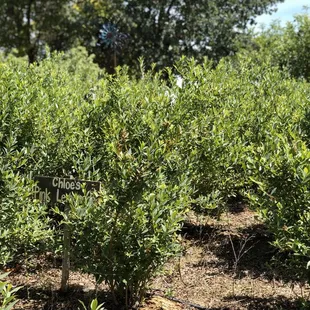 05/08/2020: Chloe's Pink Lemonade Blueberries, not ready yet...