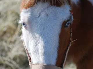 Country Critters Farm