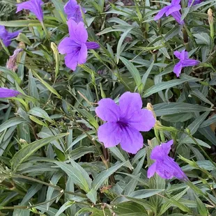 Outdoor landscaping purple flowers September 2023