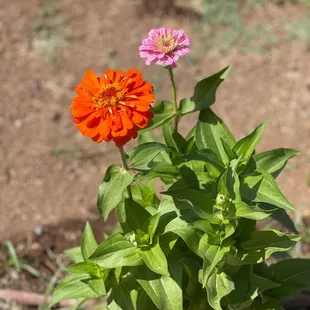 Beautiful flowers