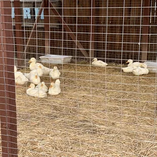 Cute well cared for ducks that live onsite.