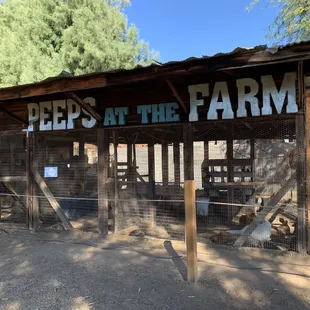jeeps at the farm