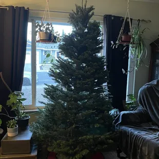 Noble Fir - still nekked