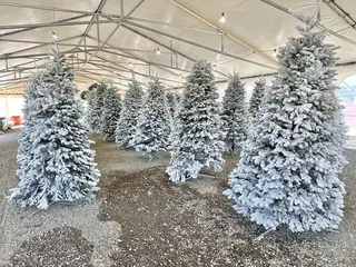 Moore's Christmas Trees